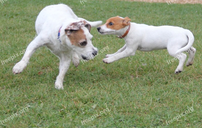 Playing Dogs Jack Russel Terrier Dogs Animals