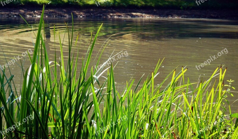 Summer Late Summer Nature Meadow Grass