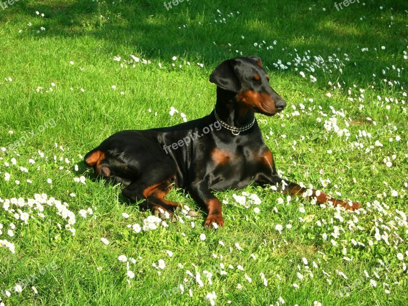 Animals Dog Hair Doberman Free Photos