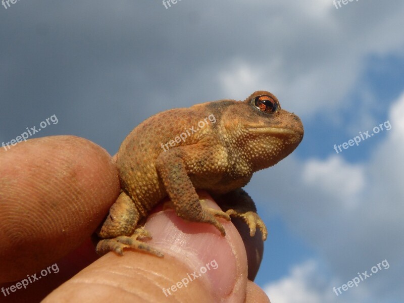 Toad Sapito Batrachian Hand Breeding