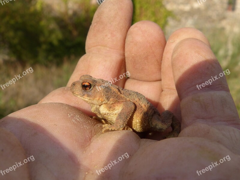 Toad Sapito Batrachian Hand Breeding