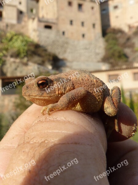 Toad Sapito Batrachian Hand Breeding