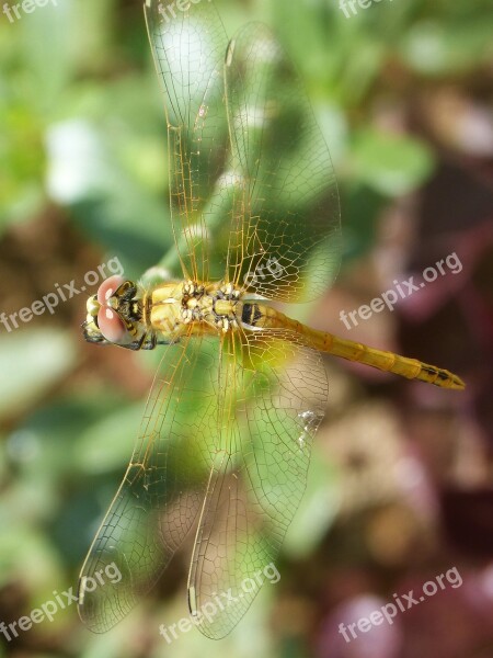 Dragonfly Yellow Dragonfly Cordulegaster Boltonii Branch Stem