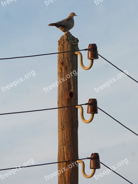 Turtledove Electric Pole Power Line Old Outdated