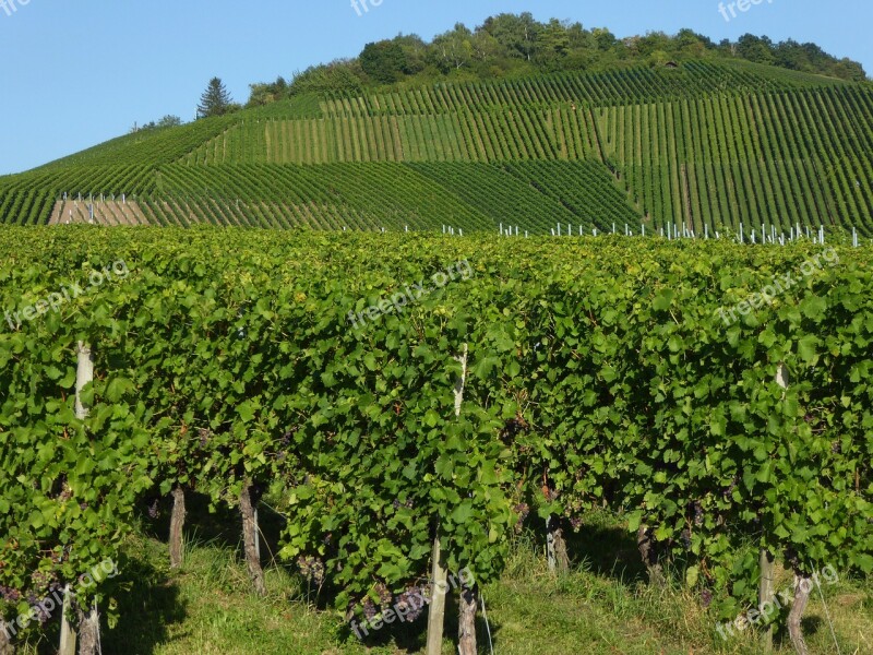 Kappel Mountain Wine Fellbach Vines Slope