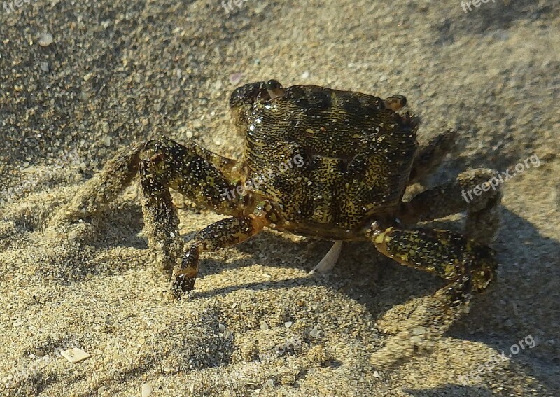 Crab Aquatic Animal Nature Sea Sand