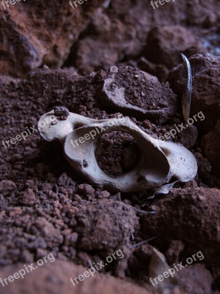 Vertebra Animal Nature Wild Cave