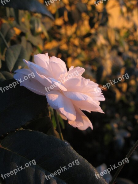 Rosa Garden Nature Flower Pink