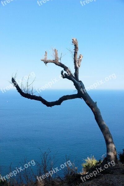 Tree Water Sky Landscape Lake