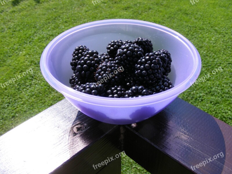 Nature Bowl Blackberries Fruit Garden