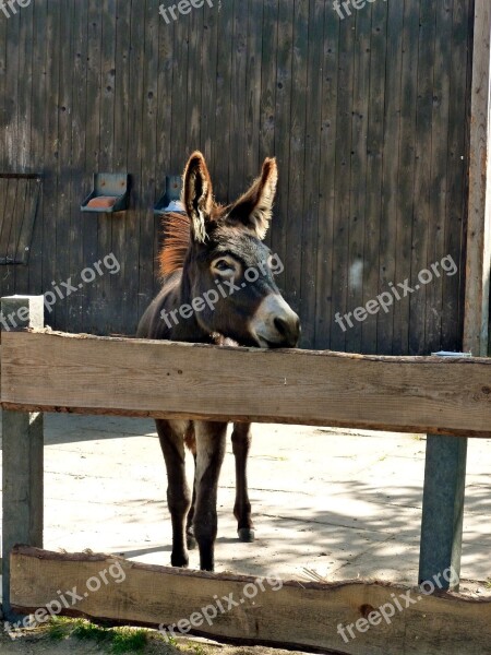 Donkey Brown Donkey Foal Animal Beast Of Burden