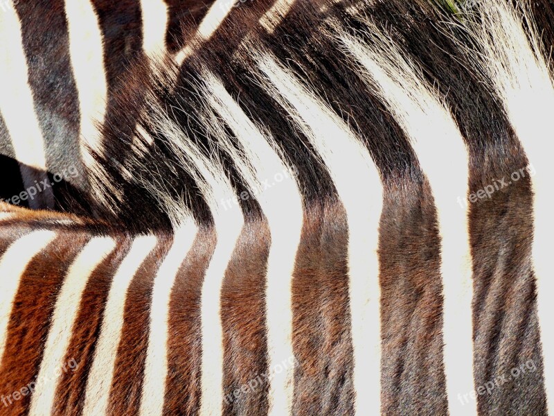 Zebra Animal Pair Striped Nature