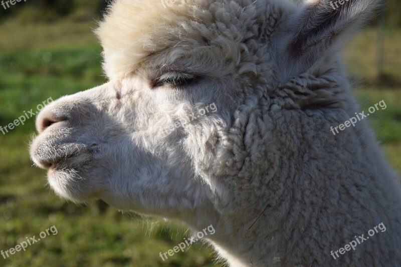 Alpaca Head Animal Fluffy Furry