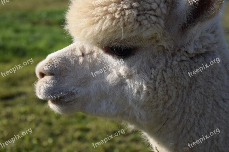 Alpaca Head Animal Fluffy Furry