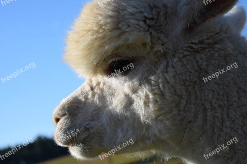 Alpaca Head Animal Fluffy Furry