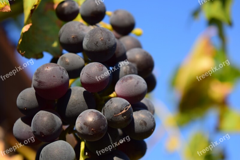 Grapes Vine Grapevine Fruit Blue Grapes