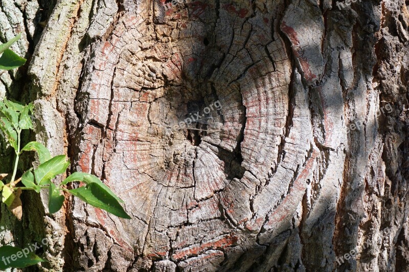 Tree Tribe Log Tree Bark Wood