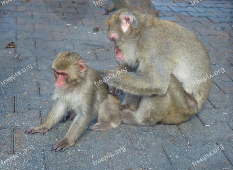 Monkey Young Zoo Monkey With A Cub Care