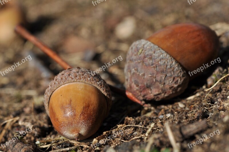 Acorns Autumn Decoration Fruits Brown