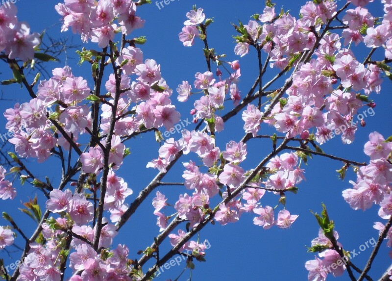 Cherry Blossoms Flowers Pink Branch Leaf