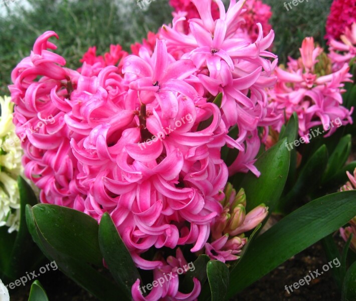 Hyacinth Pink Rain Drop Of Water Flowers