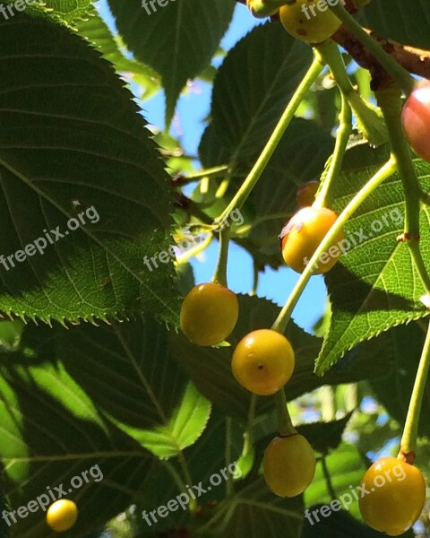 Cherry Blossoms Leaf Of Cherry Tree Cherries Yellow Yokosuka