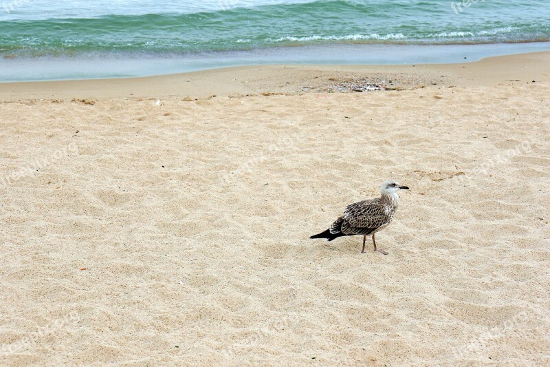 Seagull Bird Sea Beach The Coast