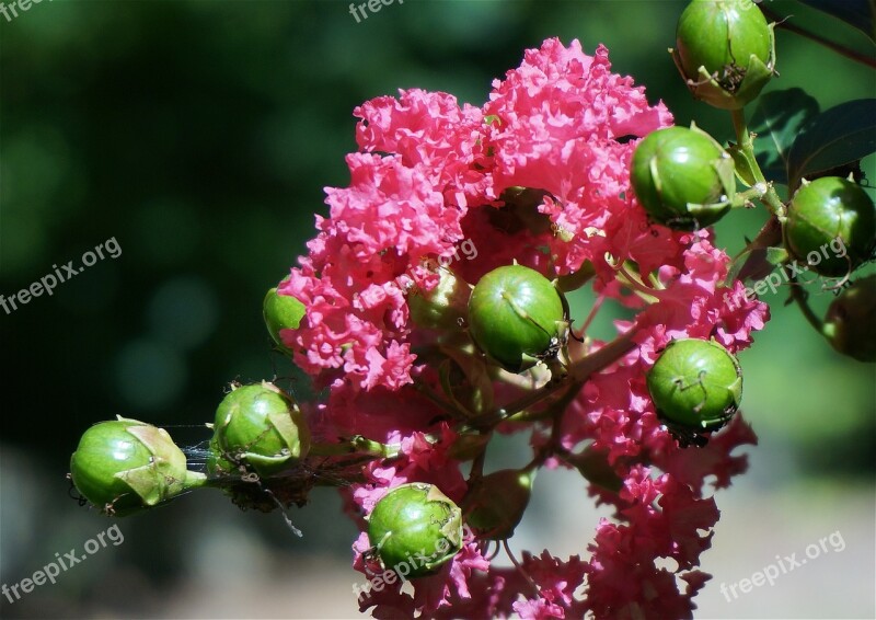 Crepe Myrtle With Seed Pods Crepe Myrtle Flower Blossom Bloom