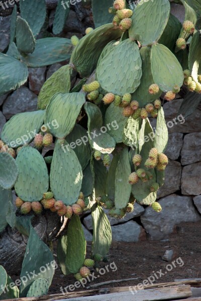 Cactus Prickly Pear Cactus Greenhouse Prickly Spur