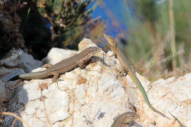 Lizard Reptile Animal Nature Gecko