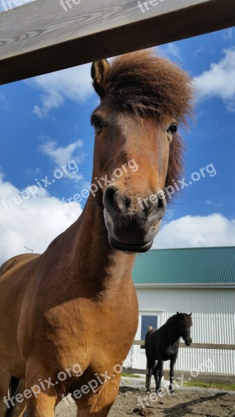 Horse Iceland Icelandic Stallion Free Photos