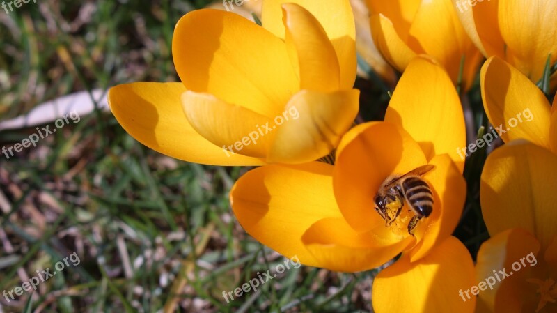 Bee Flower Crocus Free Photos