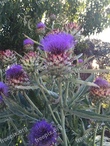 Artichoke Flower Flowerhead Flora Botanical