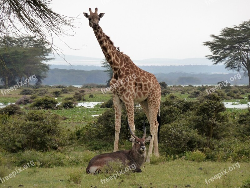 Giraffe Africa Safari Wildlife Wildlife Photography