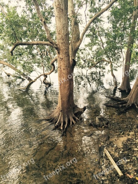 Mangrove Swamp Nature Tree Tropical