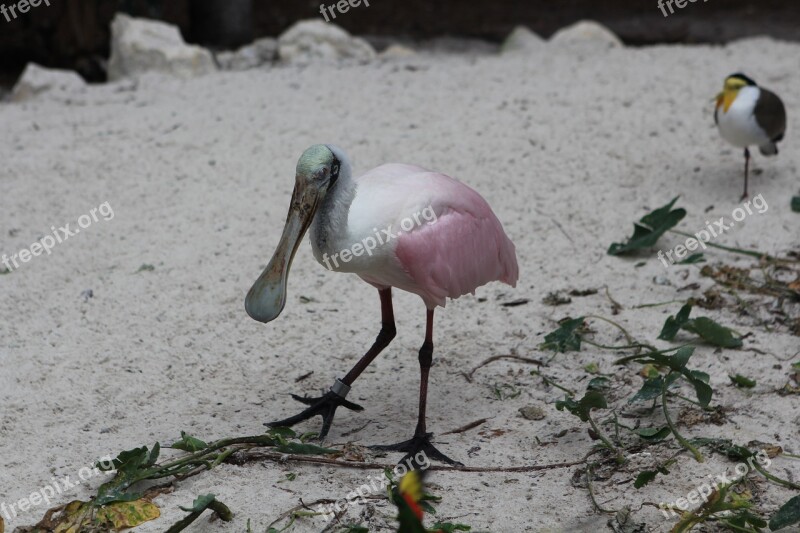 Spoonbill Bird Florida Pink Free Photos