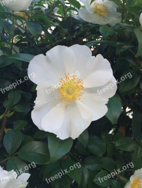 Shirobana Hamanasu Hamanasu Flowers White Tokyo Metropolitan Area