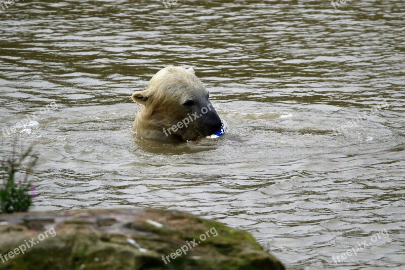 Polar Bear White Bear Polar Mammal