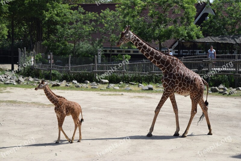 Giraffe Giraffe Cub Zoo Free Photos