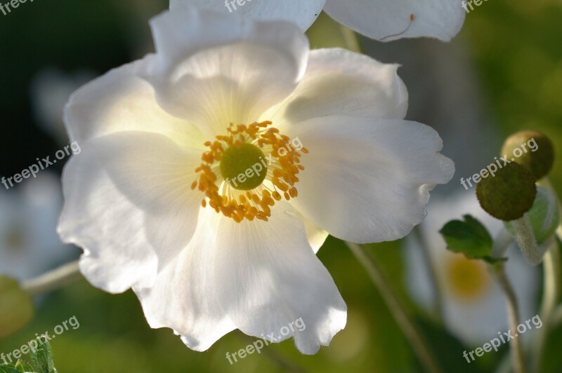 Anemone White Blossom Bloom Plant