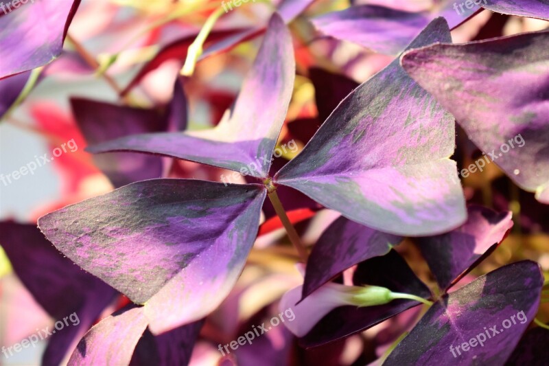 Lucky Clover Plant Leaves Bordeaux Shamrocks