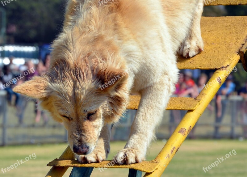 Dog Training Climbing Obedience Free Photos