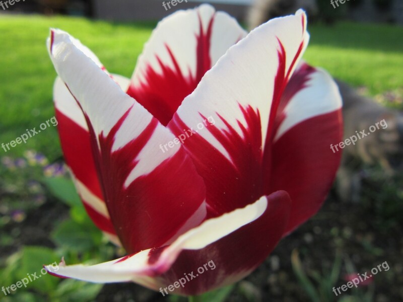 Tulip Nature Red White Spring