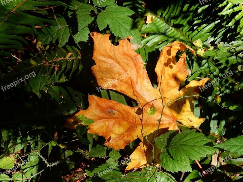 Maple Leaf Landmark Canada Brown Green