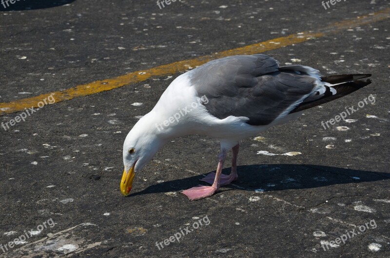 Seagull Usa Bird America California