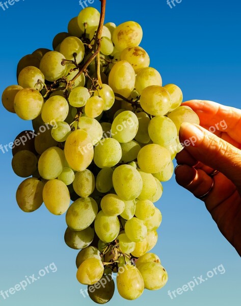 Grapes Eat Fruit Keep Pick