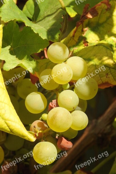 Grapes Grapevine Rebstock Green Green Grapes