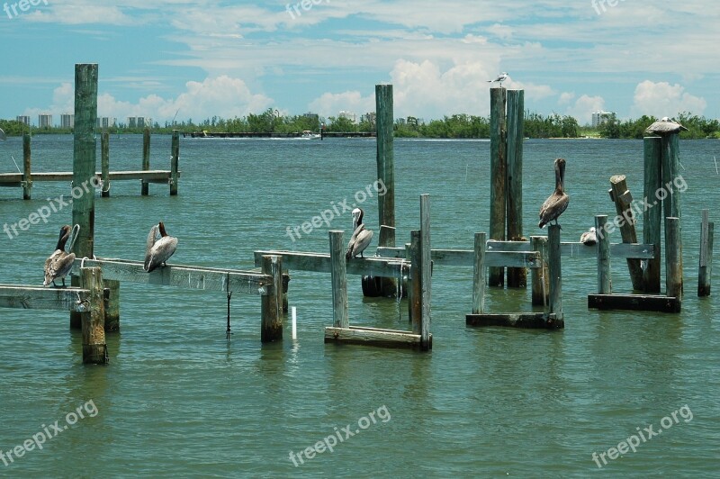 Pelicans Dock Piling Bird River