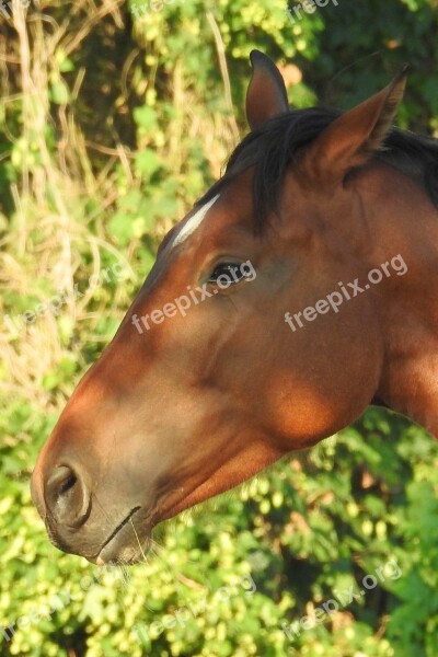 Horse Head Horse Head Animal Portrait Nostrils