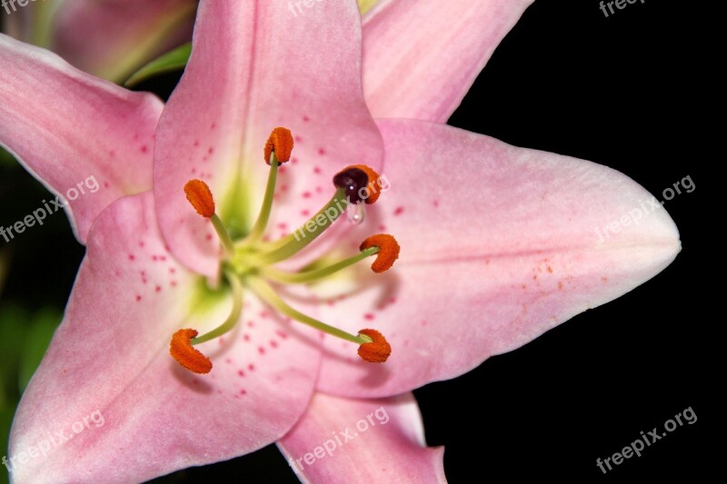 Lily Pistil Pollen Flower Nectar Nectar